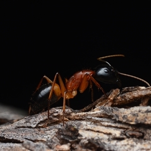 Camponotus consobrinus (Banded sugar ant) at Campbell, ACT - Yesterday by NateKingsford