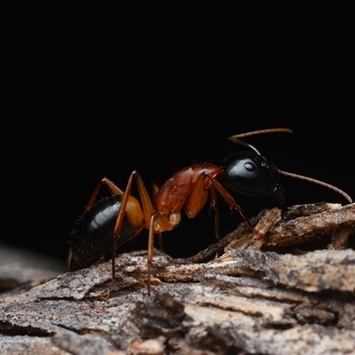 Camponotus consobrinus (Banded sugar ant) at Campbell, ACT - 5 May 2025 by NateKingsford