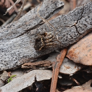 Acroaspis sp. (genus) at Campbell, ACT - Yesterday by NateKingsford