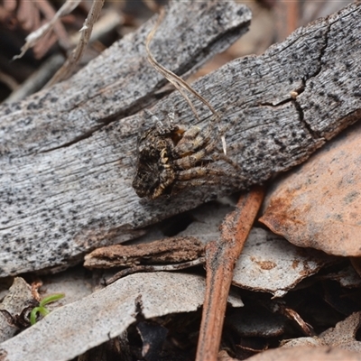 Acroaspis sp. (genus) at Campbell, ACT - Yesterday by NateKingsford