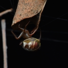 Phonognatha graeffei at Campbell, ACT - 5 May 2025 by NateKingsford