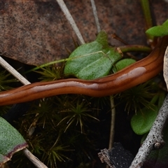 Anzoplana trilineata (A Flatworm) at Campbell, ACT - 5 May 2025 by NateKingsford