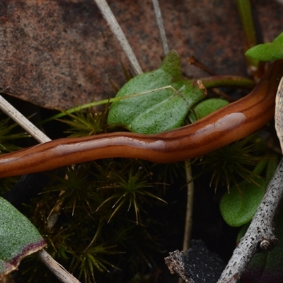 Anzoplana trilineata (A Flatworm) at Campbell, ACT - 5 May 2025 by NateKingsford