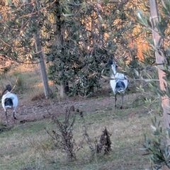 Threskiornis molucca (Australian White Ibis) at Jacka, ACT - 5 May 2025 by sbittinger