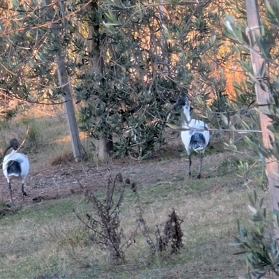Threskiornis molucca (Australian White Ibis) at Jacka, ACT - 5 May 2025 by sbittinger