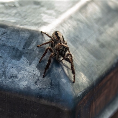 Sandalodes superbus (Ludicra Jumping Spider) at Bargo, NSW - Today by Snows