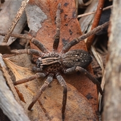Mituliodon tarantulinus (Prowling Spider) at Campbell, ACT - 5 May 2025 by NateKingsford