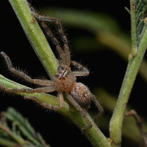 Neosparassus sp. (genus) (Badge huntsman) at Campbell, ACT - Yesterday by NateKingsford