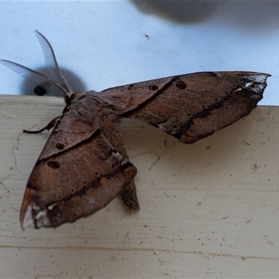 Chelepteryx chalepteryx (White-stemmed Wattle Moth) at Bargo, NSW - 4 May 2025 by Snows