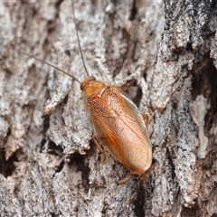Balta spuria (A Balta Cockroach) at Campbell, ACT - 5 May 2025 by NateKingsford