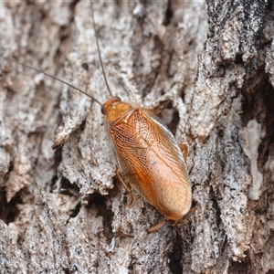 Balta spuria (A Balta Cockroach) at Campbell, ACT - Yesterday by NateKingsford
