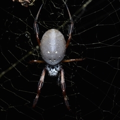 Trichonephila edulis (Golden orb weaver) at Campbell, ACT - Yesterday by NateKingsford