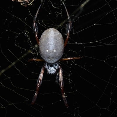 Trichonephila edulis (Golden orb weaver) at Campbell, ACT - Yesterday by NateKingsford