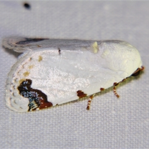 Chasmina pulchra at Urraween, QLD - suppressed