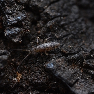 Collembola sp. (class) at Campbell, ACT - Yesterday by NateKingsford