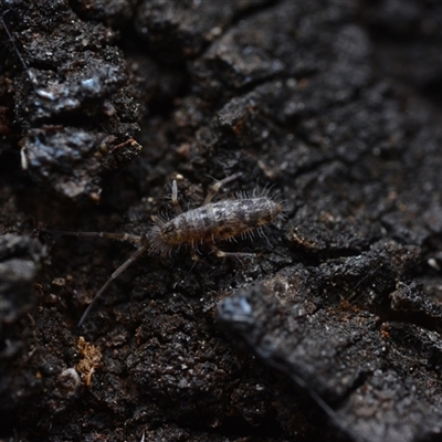 Entomobryomorpha (order) (Entomobryomorph springtail) at Campbell, ACT - 5 May 2025 by NateKingsford