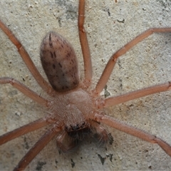 Delena cancerides (Social huntsman spider) at Campbell, ACT - 5 May 2025 by NateKingsford