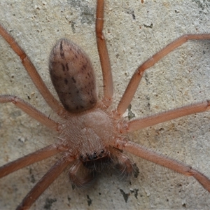 Delena cancerides (Social huntsman spider) at Campbell, ACT - Yesterday by NateKingsford