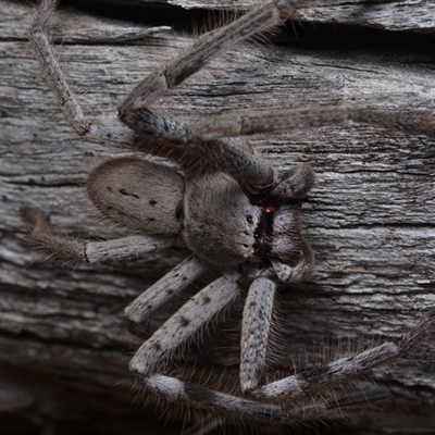 Isopeda or Isopedella sp. (genus) (Huntsman) at Campbell, ACT - 5 May 2025 by NateKingsford