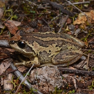 Litoria verreauxii verreauxii (Whistling Tree-frog) at Campbell, ACT - Yesterday by NateKingsford