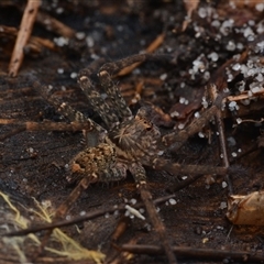 Heteropoda sp. (genus) (Huntsman spider) at Nelson Bay, NSW - 21 Apr 2025 by NateKingsford