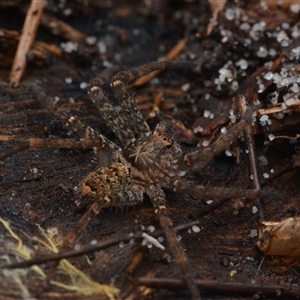 Heteropoda sp. (genus) (Huntsman spider) at Nelson Bay, NSW - 21 Apr 2025 by NateKingsford