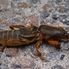 Gryllotalpa sp. (genus) (Mole Cricket) at Nelson Bay, NSW - 21 Apr 2025 by NateKingsford