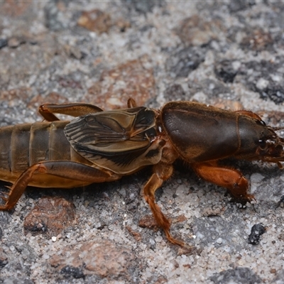 Gryllotalpa sp. (genus) (Mole Cricket) at Nelson Bay, NSW - 21 Apr 2025 by NateKingsford