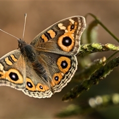 Junonia villida (Meadow Argus) at Yarralumla, ACT - Yesterday by Thurstan