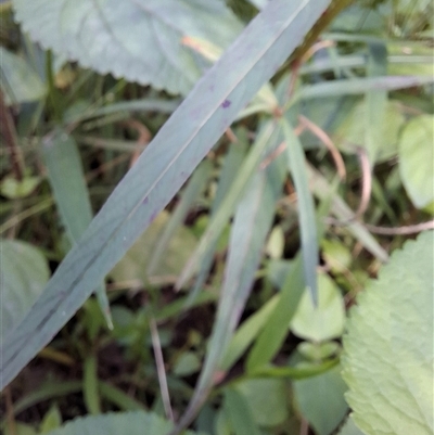 Unverified Plant at Caboolture, QLD - 6 May 2025 by Mitchellbaker1990
