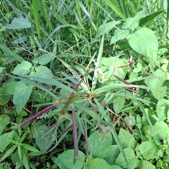 Unverified at suppressed - suppressed