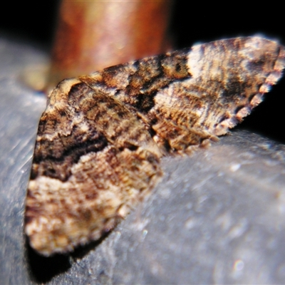 Aporoctena scierodes by PJH123