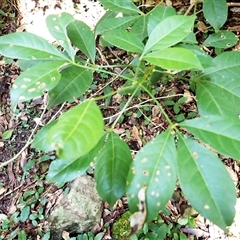 Melicope micrococca (Hairy-leaved Doughwood, White Euodia) at Moollattoo, NSW - Yesterday by plants