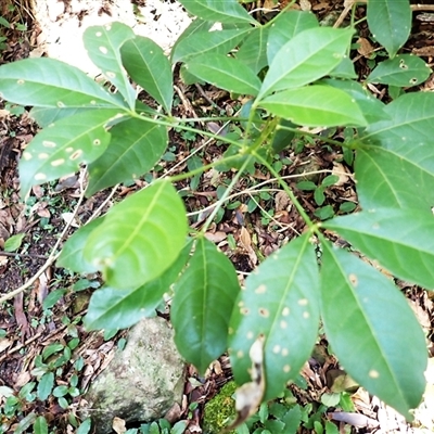 Melicope micrococca (Hairy-leaved Doughwood, White Euodia) at Moollattoo, NSW - Yesterday by plants