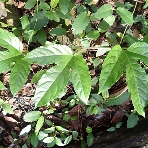 Passiflora edulis (Common Passionfruit) at Moollattoo, NSW - Yesterday by plants