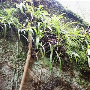 Cestichis reflexa at Moollattoo, NSW - suppressed