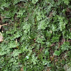 Hymenophyllum cupressiforme (Common Filmy Fern) at Moollattoo, NSW - Yesterday by plants