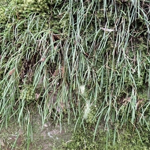 Dockrillia striolata (Streaked Rock Orchid) at Moollattoo, NSW - Yesterday by plants