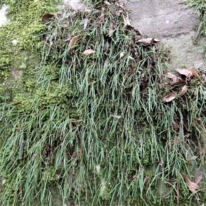 Dockrillia striolata at Moollattoo, NSW - suppressed