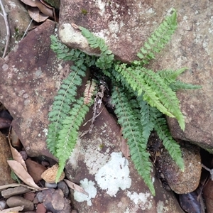 Blechnum rupestre (Small Rasp Fern) at Moollattoo, NSW - Yesterday by plants