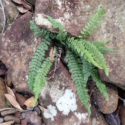 Blechnum rupestre (Small Rasp Fern) at Moollattoo, NSW - 5 May 2025 by plants