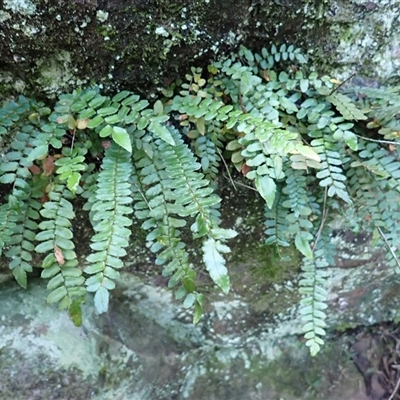 Pellaea nana (Dwarf Sickle Fern) at Tallong, NSW - 5 May 2025 by plants