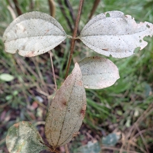 Rhodamnia rubescens (Scrub Turpentine, Brown Malletwood) at Tallong, NSW - Yesterday by plants