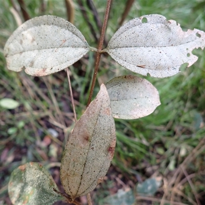 Rhodamnia rubescens (Scrub Turpentine, Brown Malletwood) at Tallong, NSW - 5 May 2025 by plants