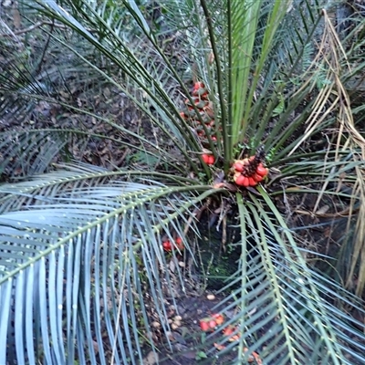 Macrozamia communis (Burrawang) at Tallong, NSW - 5 May 2025 by plants