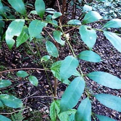 Synoum glandulosum subsp. glandulosum (Scentless Rosewood) at Tallong, NSW - Yesterday by plants