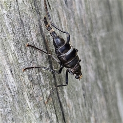 Boreoides subulatus (Wingless Soldier Fly) at Braidwood, NSW - Yesterday by MatthewFrawley