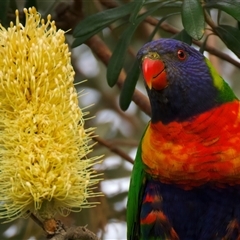 Trichoglossus moluccanus (Rainbow Lorikeet) at Guerilla Bay, NSW - 26 Apr 2025 by jb2602