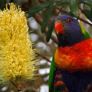 Trichoglossus moluccanus (Rainbow Lorikeet) at Guerilla Bay, NSW - 26 Apr 2025 by jb2602