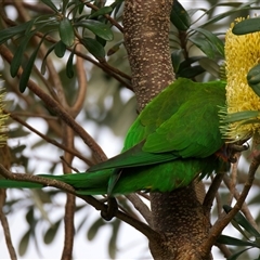 Trichoglossus moluccanus at Guerilla Bay, NSW - 26 Apr 2025 03:48 PM